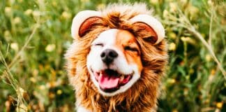 UCITS – Interrogé sur la possibilité pour les fonds nourriciers de facturer des commissions de performances aux investisseurs, l’Esma vient de répondre par la négative. Tout en autorisant certaines exceptions.