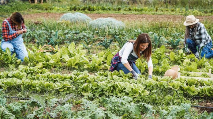 Stratégie – Échappant à la morosité du private equity, Turenne Groupe veut continuer à croître.
