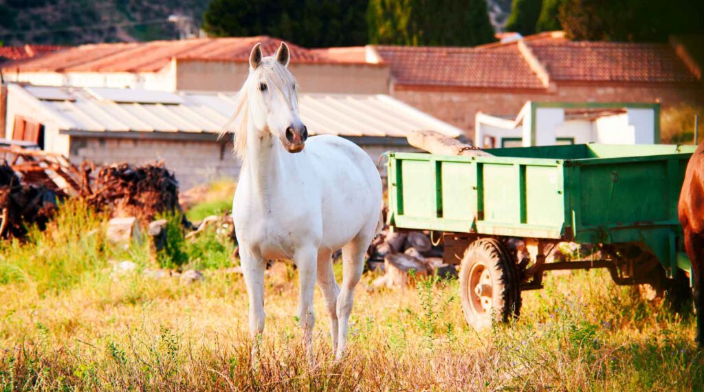 CGP – Magnolia et Cheval Blanc Patrimoine officialisent leur union.