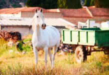 CGP – Magnolia et Cheval Blanc Patrimoine officialisent leur union.