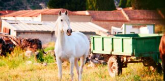 CGP – Magnolia et Cheval Blanc Patrimoine officialisent leur union.