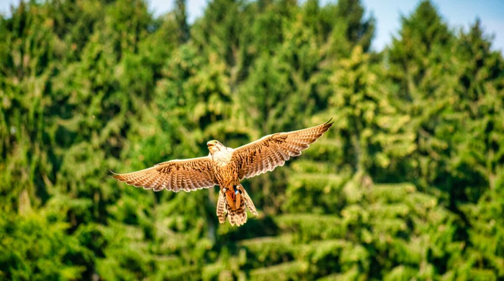 Allianz – La collecte s’envole chez Pimco et Allianz GI