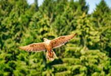 Infographies – Après avoir perdu de l’altitude au deuxième trimestre, la collecte nette de la gestion d’actifs d’Allianz a redécollé entre juillet et septembre derniers.