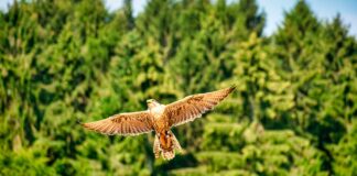 Infographies – Après avoir perdu de l’altitude au deuxième trimestre, la collecte nette de la gestion d’actifs d’Allianz a redécollé entre juillet et septembre derniers.