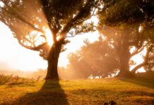 Infographie – Implanté en France depuis 2023 via une succursale, WisdomTree ambitionne de se renforcer sur le marché français.