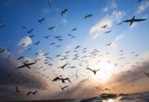 PER assurantiels – La collecte s’envole en octobre Infographies – La collecte nette des PER assurantiels a crû de 37,5% entre septembre et octobres derniers, selon les derniers chiffres de France Assureurs.