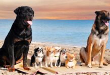 M&A – Groupe Premium vient d’entrer au capital du CGP et family office lyonnais Familiance en tant qu’actionnaire majoritaire.