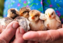 CGP – Capital Managers & Associés, Meyon Ultim Paris et Loisel Patrimoine Conseil s’unissent sous l’égide de Financiale Gestion Privée.