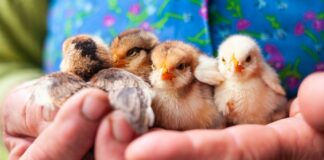 CGP – Capital Managers & Associés, Meyon Ultim Paris et Loisel Patrimoine Conseil s’unissent sous l’égide de Financiale Gestion Privée.