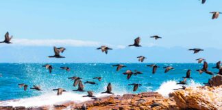 Fintech – Le spécialiste des actifs non cotés Owners opère un virage stratégique après que son équipe a profondément évolué.