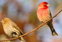 Infographies – La collecte nette de la gestion patrimoniale du CCF a augmenté de 70% en 2025.