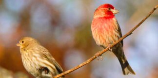 Infographies – La collecte nette de la gestion patrimoniale du CCF a augmenté de 70% en 2025.