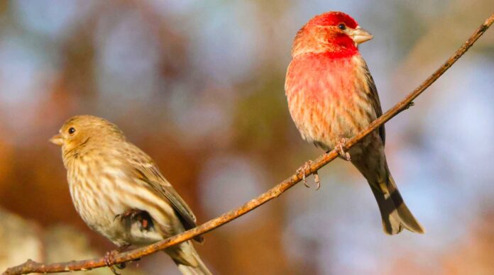 Infographies – La collecte nette de la gestion patrimoniale du CCF a augmenté de 70% en 2025.