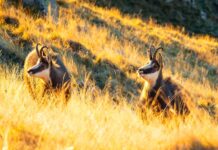 Infographies – La collecte brute en épargne de DLPK a atteint 2,5 milliards d’euros en 2025.