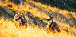 Infographies – La collecte brute en épargne de DLPK a atteint 2,5 milliards d’euros en 2025.