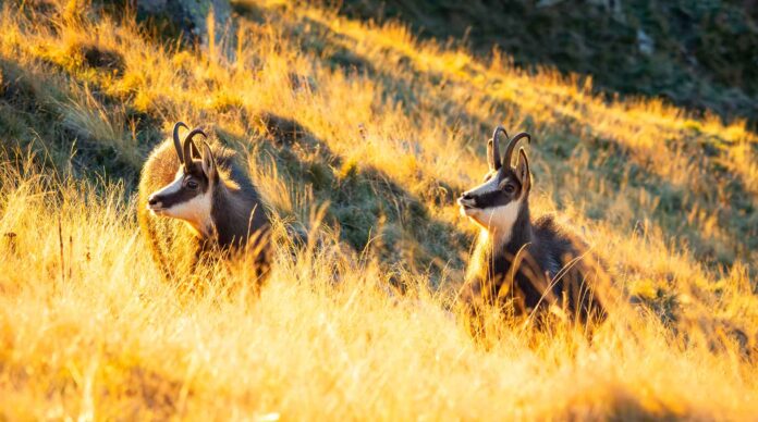 Infographies – La collecte brute en épargne de DLPK a atteint 2,5 milliards d’euros en 2025.