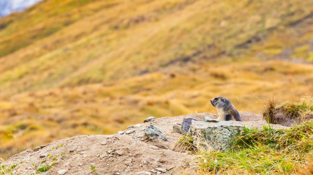 Infographies – Après avoir fait face à des flux sortants en 2024, les unités de compte d’Axa ont réalisé une collecte nette de 1,5 milliard d’euros l’an dernier.