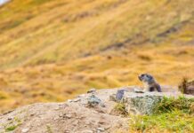 Infographies – Après avoir fait face à des flux sortants en 2024, les unités de compte d’Axa ont réalisé une collecte nette de 1,5 milliard d’euros l’an dernier.