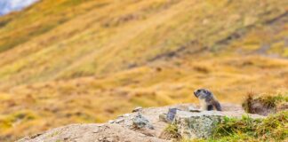 Infographies – Après avoir fait face à des flux sortants en 2024, les unités de compte d’Axa ont réalisé une collecte nette de 1,5 milliard d’euros l’an dernier.