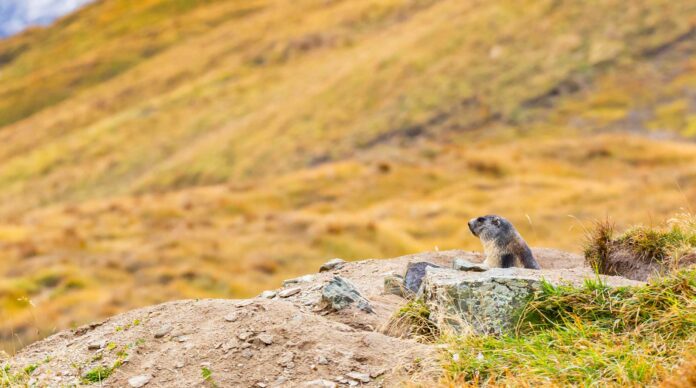 Infographies – Après avoir fait face à des flux sortants en 2024, les unités de compte d’Axa ont réalisé une collecte nette de 1,5 milliard d’euros l’an dernier.