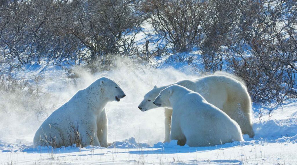 NZAM – Quels asset managers français restent engagés ?