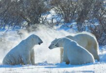 Infographie – Alors que le nombre de signataires de la nouvelle « lettre d’engagement » de l’initiative Net Zero Asset Managers est tombé à 253, celui des sociétés françaises reste relativement stable.