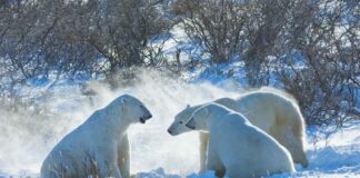 Infographie – Alors que le nombre de signataires de la nouvelle « lettre d’engagement » de l’initiative Net Zero Asset Managers est tombé à 253, celui des sociétés françaises reste relativement stable.