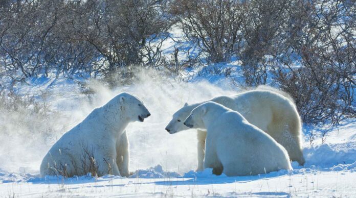 Infographie – Alors que le nombre de signataires de la nouvelle « lettre d’engagement » de l’initiative Net Zero Asset Managers est tombé à 253, celui des sociétés françaises reste relativement stable.