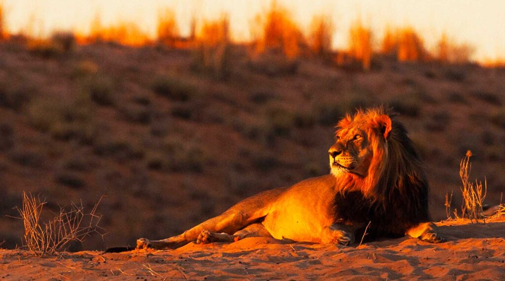 Kartesia – New York Life IM et Candriam prennent la part du lion