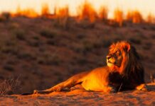 Kartesia – New York Life IM et Candriam prennent la part du lion Infographie – Cinq ans après avoir pris une part minoritaire au capital de Kartesia, New York Life Investment Management et son affilié Candriam portent leur participation conjointe à environ 80%.