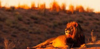 Infographie – Cinq ans après avoir pris une part minoritaire au capital de Kartesia, New York Life Investment Management et son affilié Candriam portent leur participation conjointe à environ 80%.