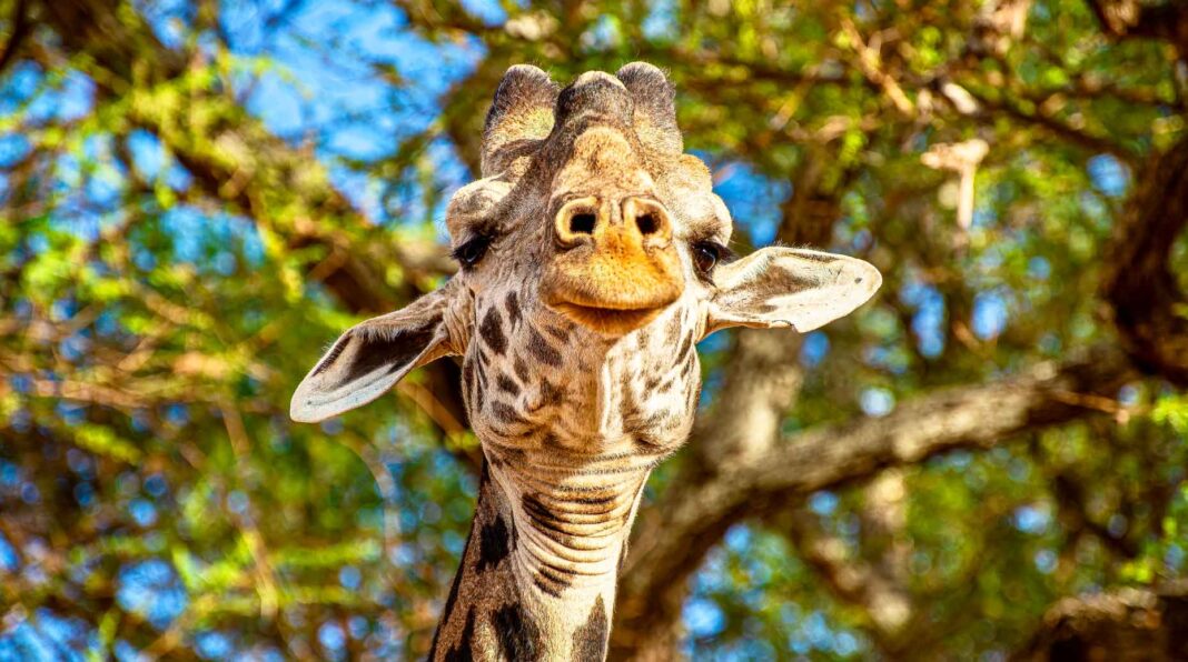 Infographies – La collecte nette d’Eurazeo auprès de la clientèle externe a atteint 5,48 milliards d’euros en 2025, alors que ses dirigeants tablaient sur « plus de 4 milliards ».