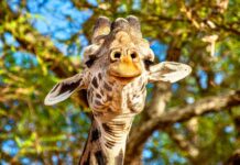 Infographies – La collecte nette d’Eurazeo auprès de la clientèle externe a atteint 5,48 milliards d’euros en 2025, alors que ses dirigeants tablaient sur « plus de 4 milliards ».