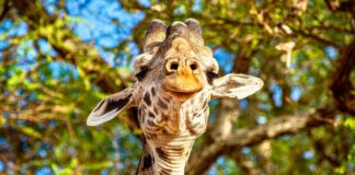 Infographies – La collecte nette d’Eurazeo auprès de la clientèle externe a atteint 5,48 milliards d’euros en 2025, alors que ses dirigeants tablaient sur « plus de 4 milliards ».