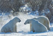 Infographies – Les 15 principales plateformes indépendantes de conseil en gestion de patrimoine affichent collectivement près de 123 milliards d’euros d’actifs.
