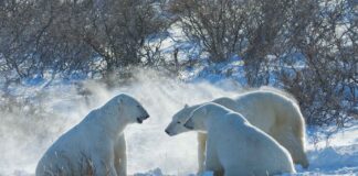 Infographies – Les 15 principales plateformes indépendantes de conseil en gestion de patrimoine affichent collectivement près de 123 milliards d’euros d’actifs.