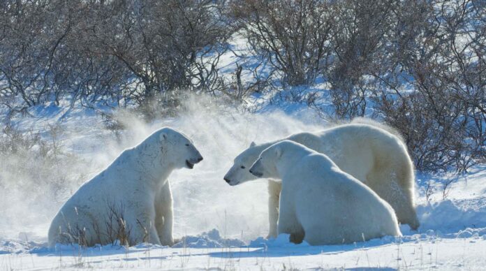 Infographies – Les 15 principales plateformes indépendantes de conseil en gestion de patrimoine affichent collectivement près de 123 milliards d’euros d’actifs.