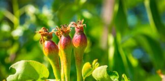 Asset management – Alsea Partners vient d’obtenir son agrément de société de gestion auprès de l’AMF.