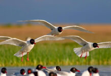 Infographies – La collecte nette de la banque privée de Société Générale a bondi de 40% au premier trimestre 2026 en glissement annuel.